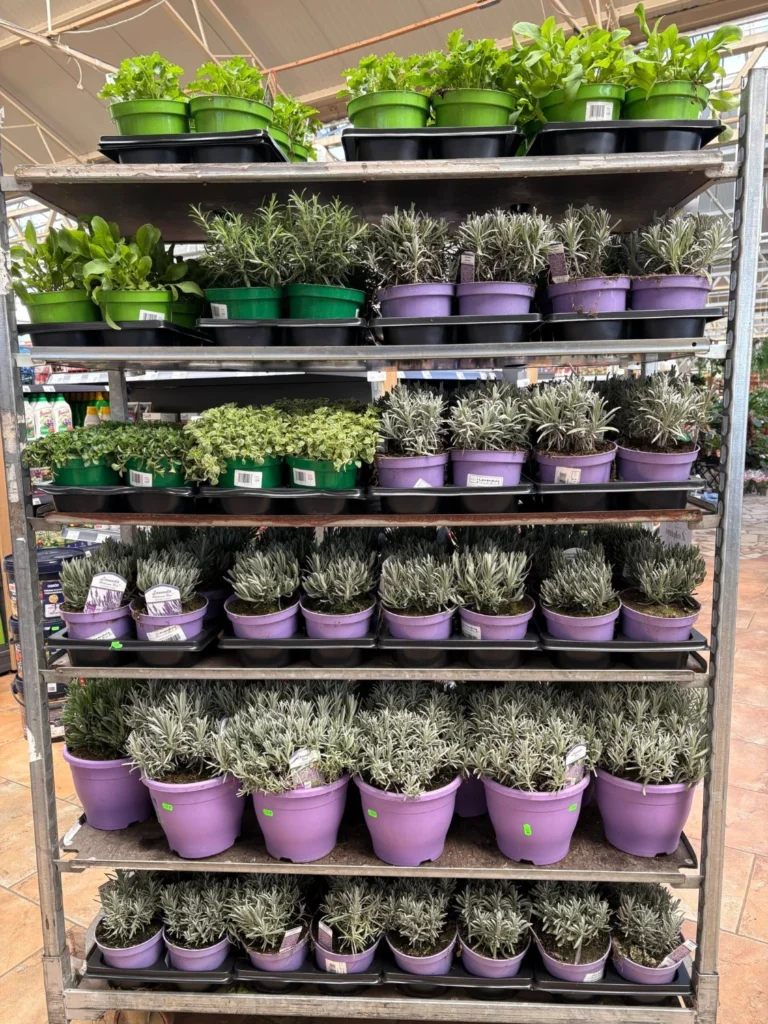 rośliny na sprzedaż w ofercie centrum ogrodniczego pod Bydgoszczą
